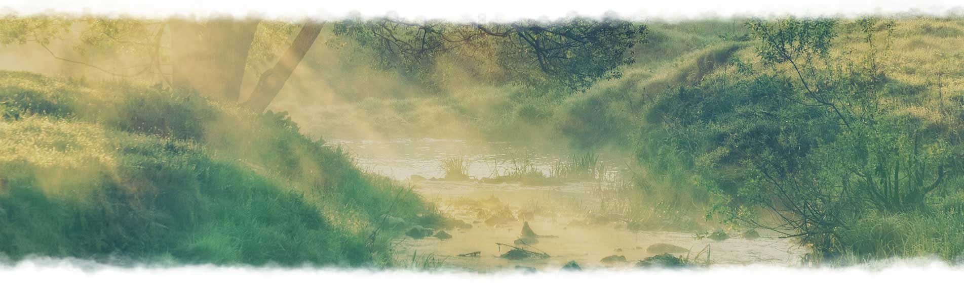 sunlight filtering through tree calming image